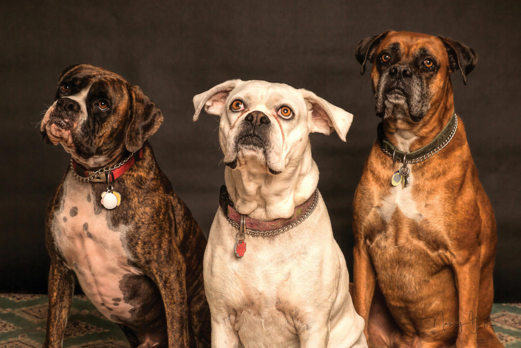 Pet Care Simplified – Essentials for Happy, Healthy Pets